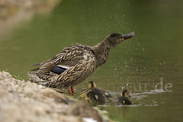 Stockente (Anas platyrhynchos)