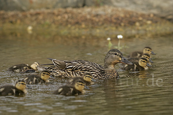 Stockente (Anas platyrhynchos)