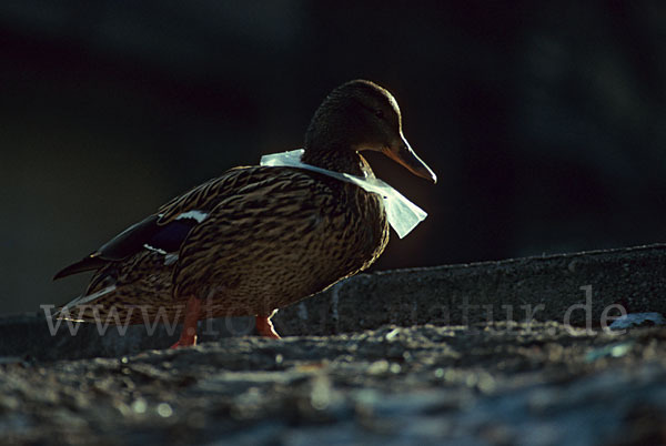 Stockente (Anas platyrhynchos)