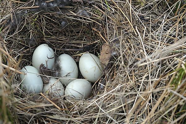 Stockente (Anas platyrhynchos)