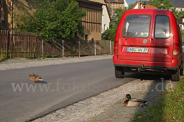 Stockente (Anas platyrhynchos)