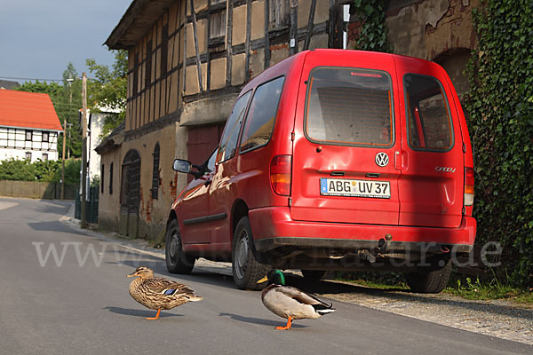 Stockente (Anas platyrhynchos)