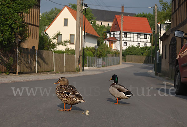 Stockente (Anas platyrhynchos)