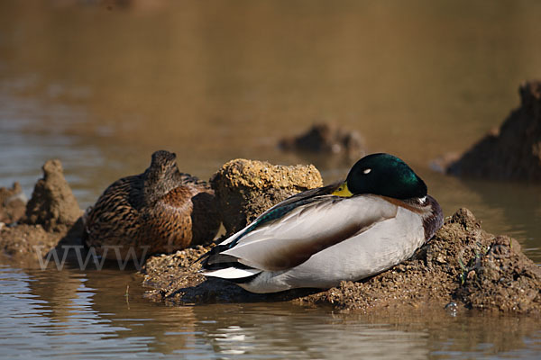 Stockente (Anas platyrhynchos)