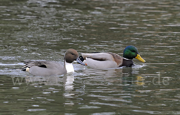 Stockente (Anas platyrhynchos)