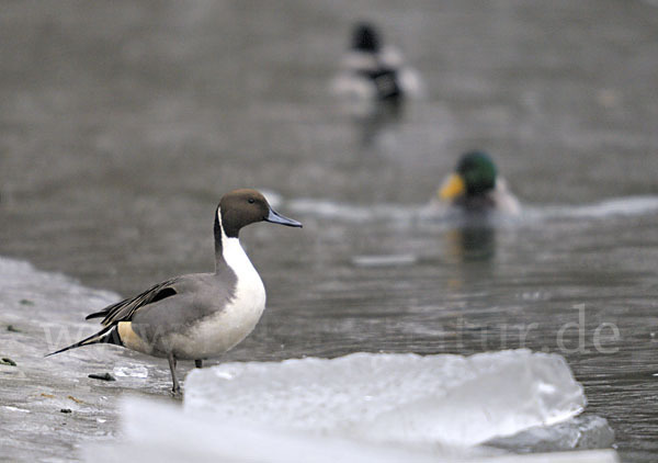 Stockente (Anas platyrhynchos)