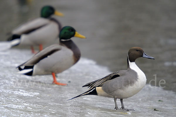 Stockente (Anas platyrhynchos)