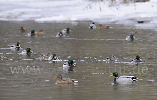 Stockente (Anas platyrhynchos)