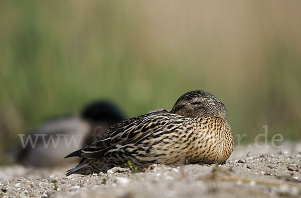 Stockente (Anas platyrhynchos)