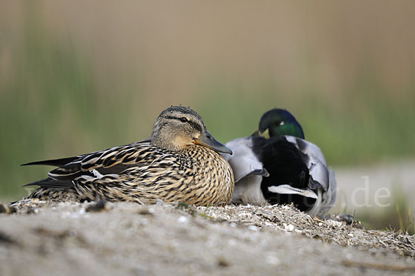 Stockente (Anas platyrhynchos)