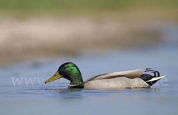 Stockente (Anas platyrhynchos)