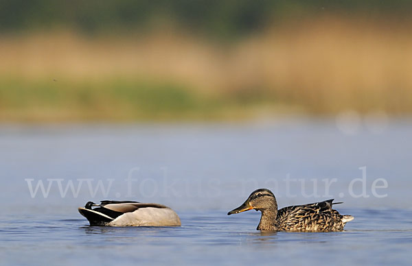 Stockente (Anas platyrhynchos)