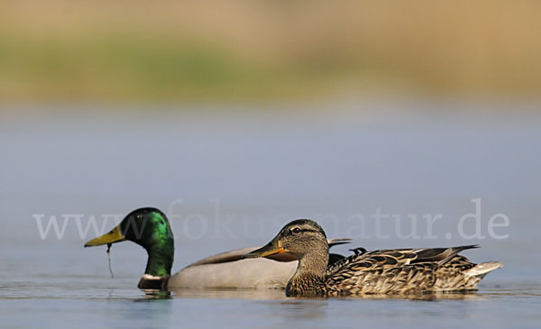 Stockente (Anas platyrhynchos)