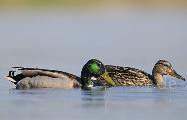 Stockente (Anas platyrhynchos)