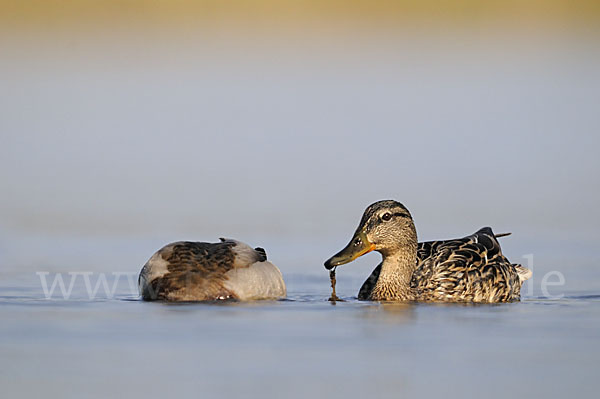 Stockente (Anas platyrhynchos)