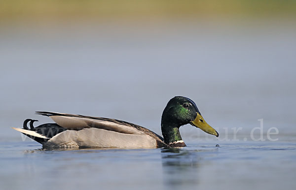 Stockente (Anas platyrhynchos)