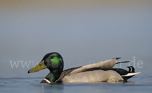 Stockente (Anas platyrhynchos)