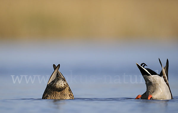 Stockente (Anas platyrhynchos)