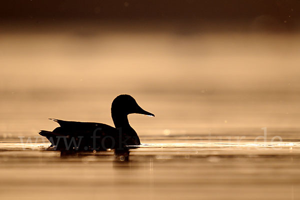 Stockente (Anas platyrhynchos)