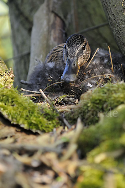 Stockente (Anas platyrhynchos)