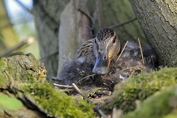 Stockente (Anas platyrhynchos)