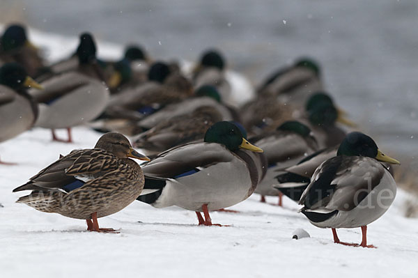 Stockente (Anas platyrhynchos)