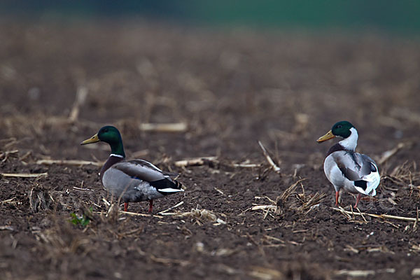 Stockente (Anas platyrhynchos)