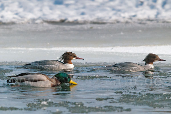 Stockente (Anas platyrhynchos)