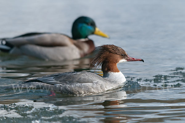 Stockente (Anas platyrhynchos)