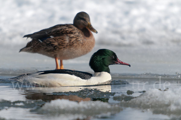 Stockente (Anas platyrhynchos)