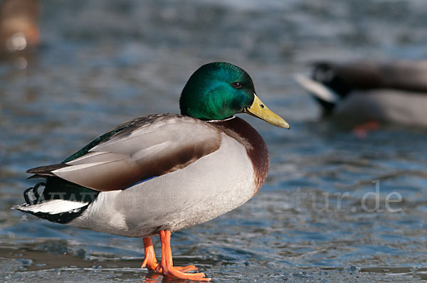 Stockente (Anas platyrhynchos)