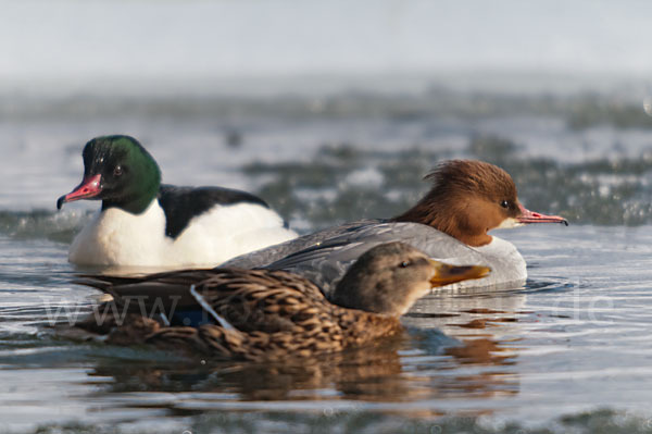 Stockente (Anas platyrhynchos)