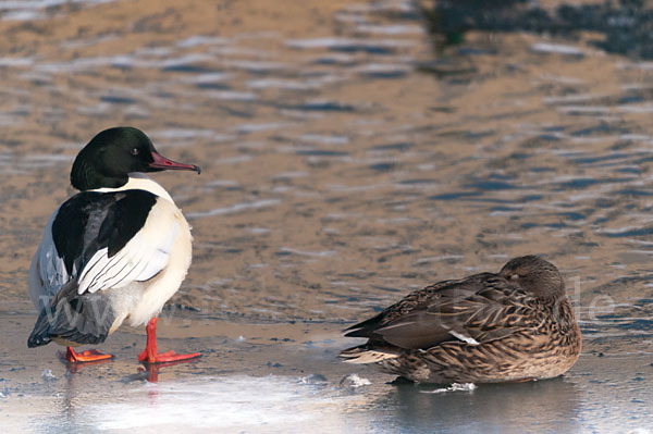 Stockente (Anas platyrhynchos)