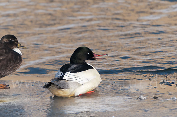 Stockente (Anas platyrhynchos)