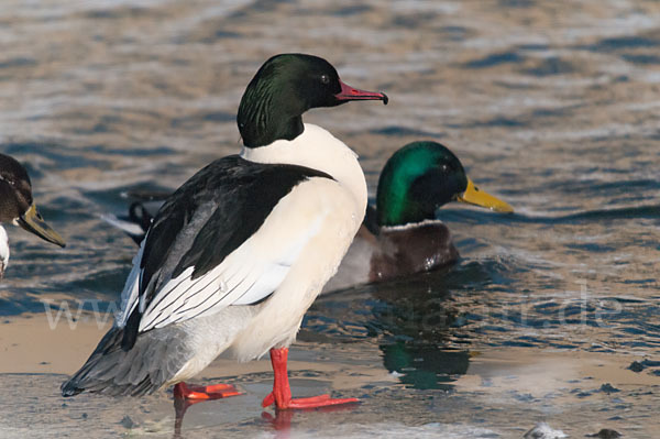 Stockente (Anas platyrhynchos)