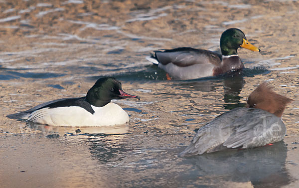 Stockente (Anas platyrhynchos)