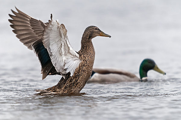 Stockente (Anas platyrhynchos)