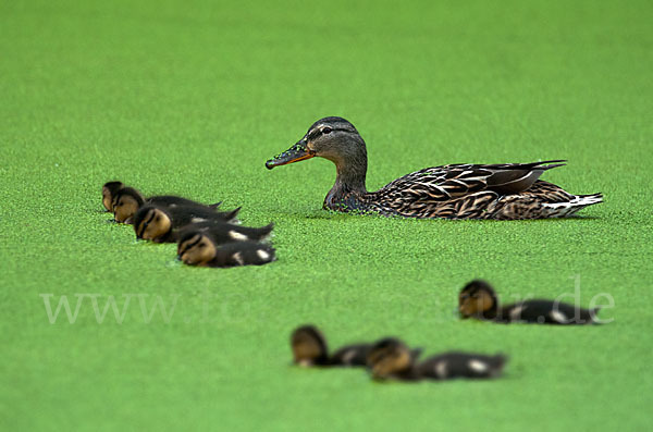 Stockente (Anas platyrhynchos)