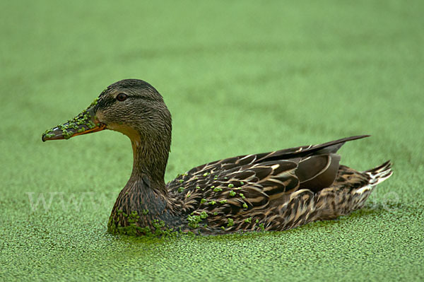 Stockente (Anas platyrhynchos)