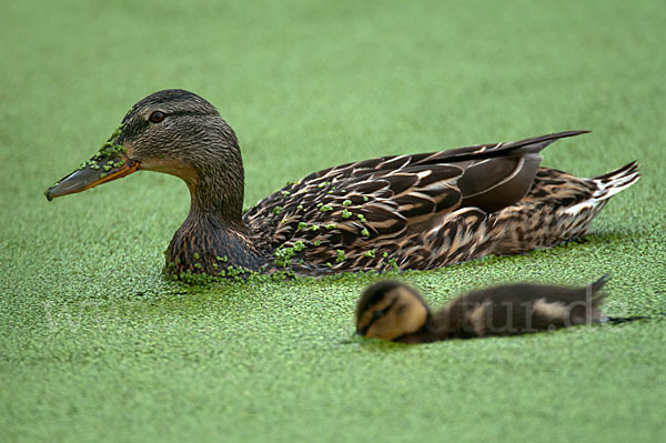 Stockente (Anas platyrhynchos)