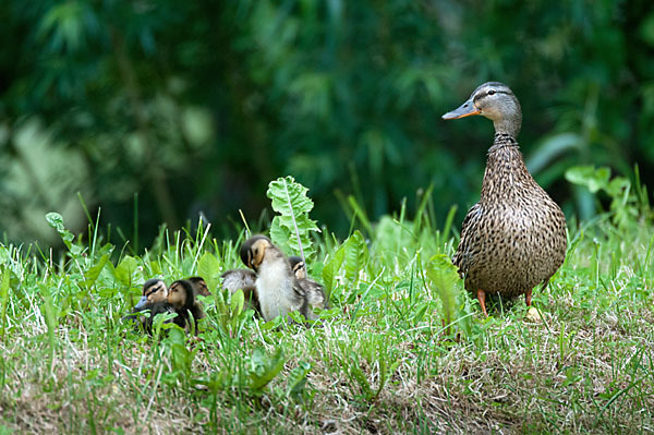 Stockente (Anas platyrhynchos)