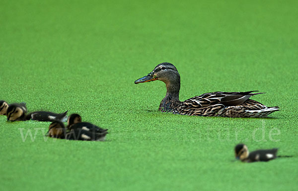 Stockente (Anas platyrhynchos)