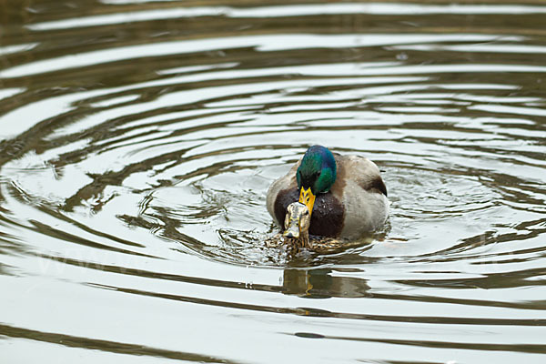 Stockente (Anas platyrhynchos)