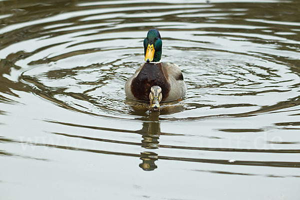 Stockente (Anas platyrhynchos)