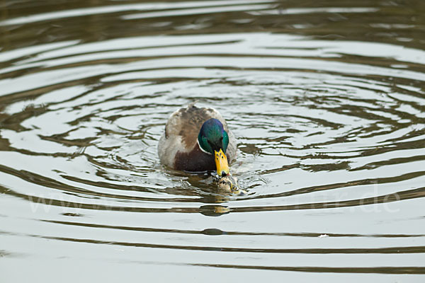 Stockente (Anas platyrhynchos)