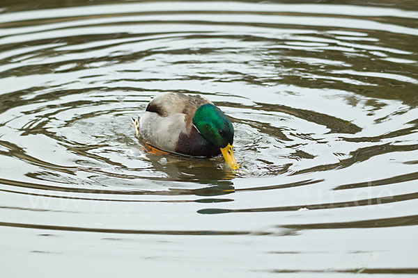 Stockente (Anas platyrhynchos)