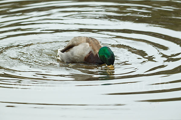 Stockente (Anas platyrhynchos)