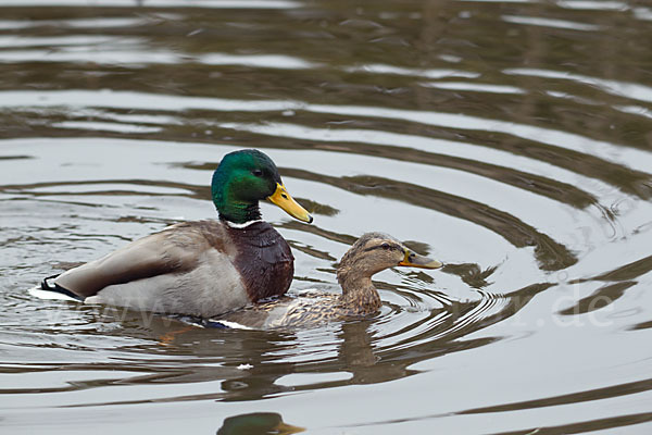 Stockente (Anas platyrhynchos)