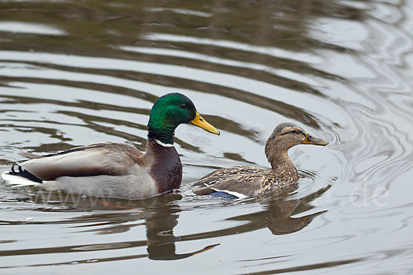 Stockente (Anas platyrhynchos)