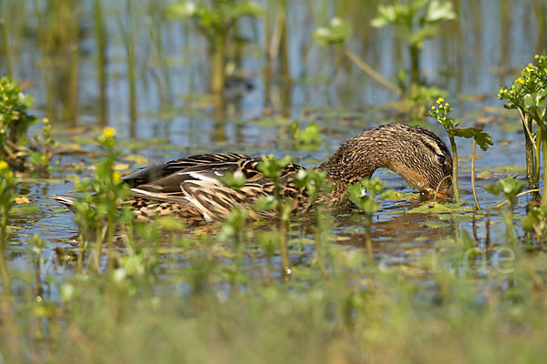 Stockente (Anas platyrhynchos)